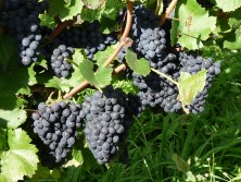 Bild durch anklicken vergr��ern 